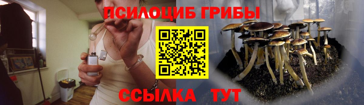 Курчатов  Псилоцибиновые грибы Cubensis  Вход с VPN 